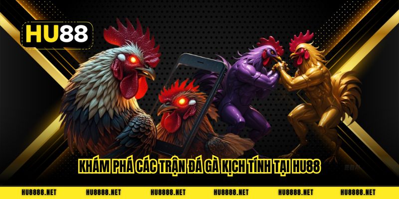 Khám phá các trận đá gà kịch tính tại HU88